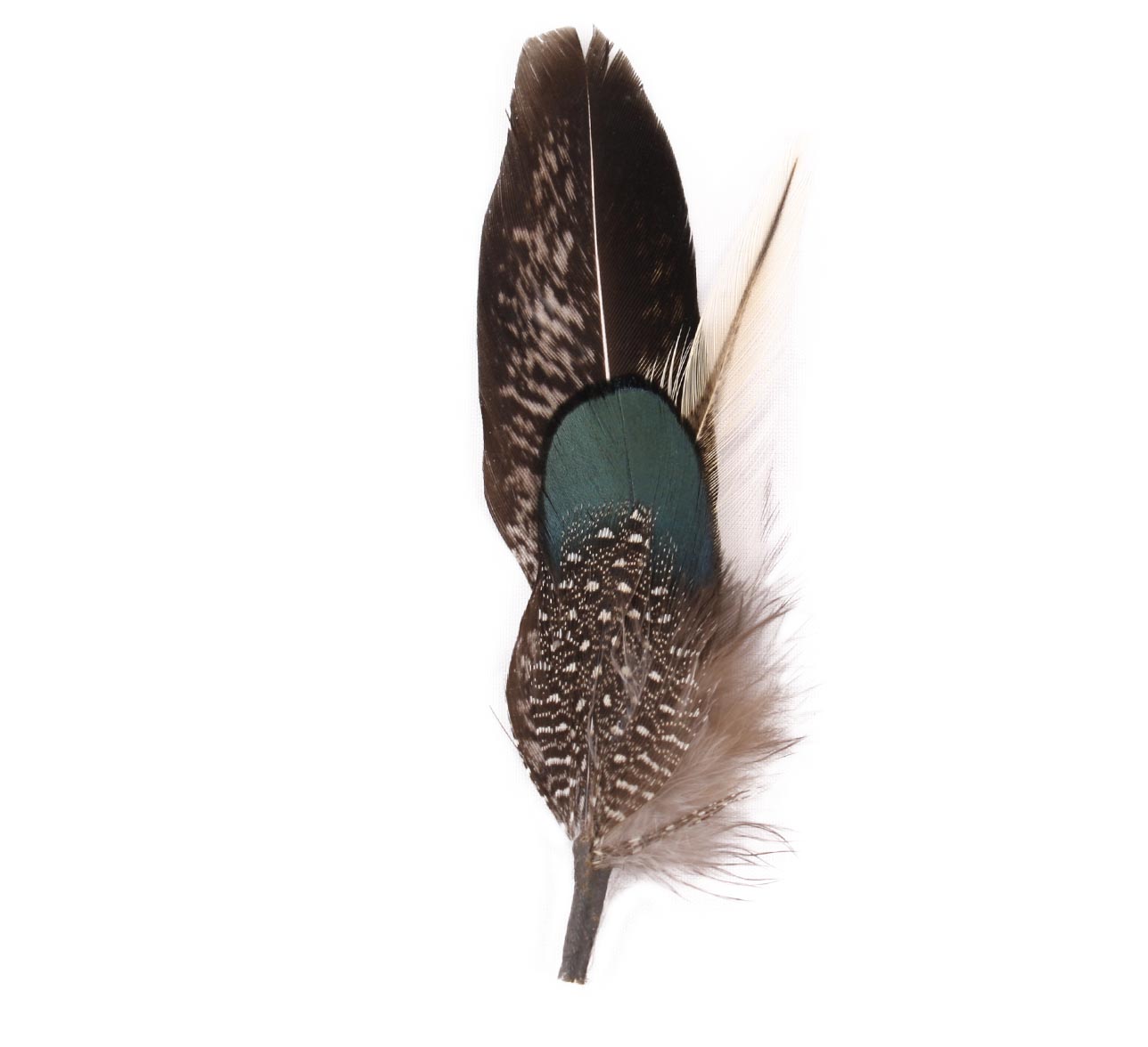 Plumes pour chapeau Plumes pour chapeau