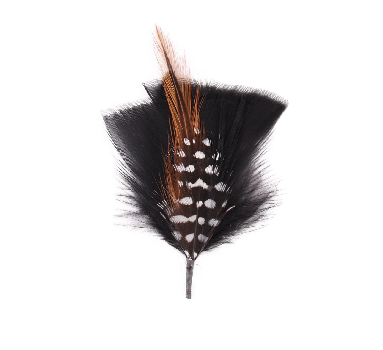 Plumes pour chapeau Plumes pour chapeau
