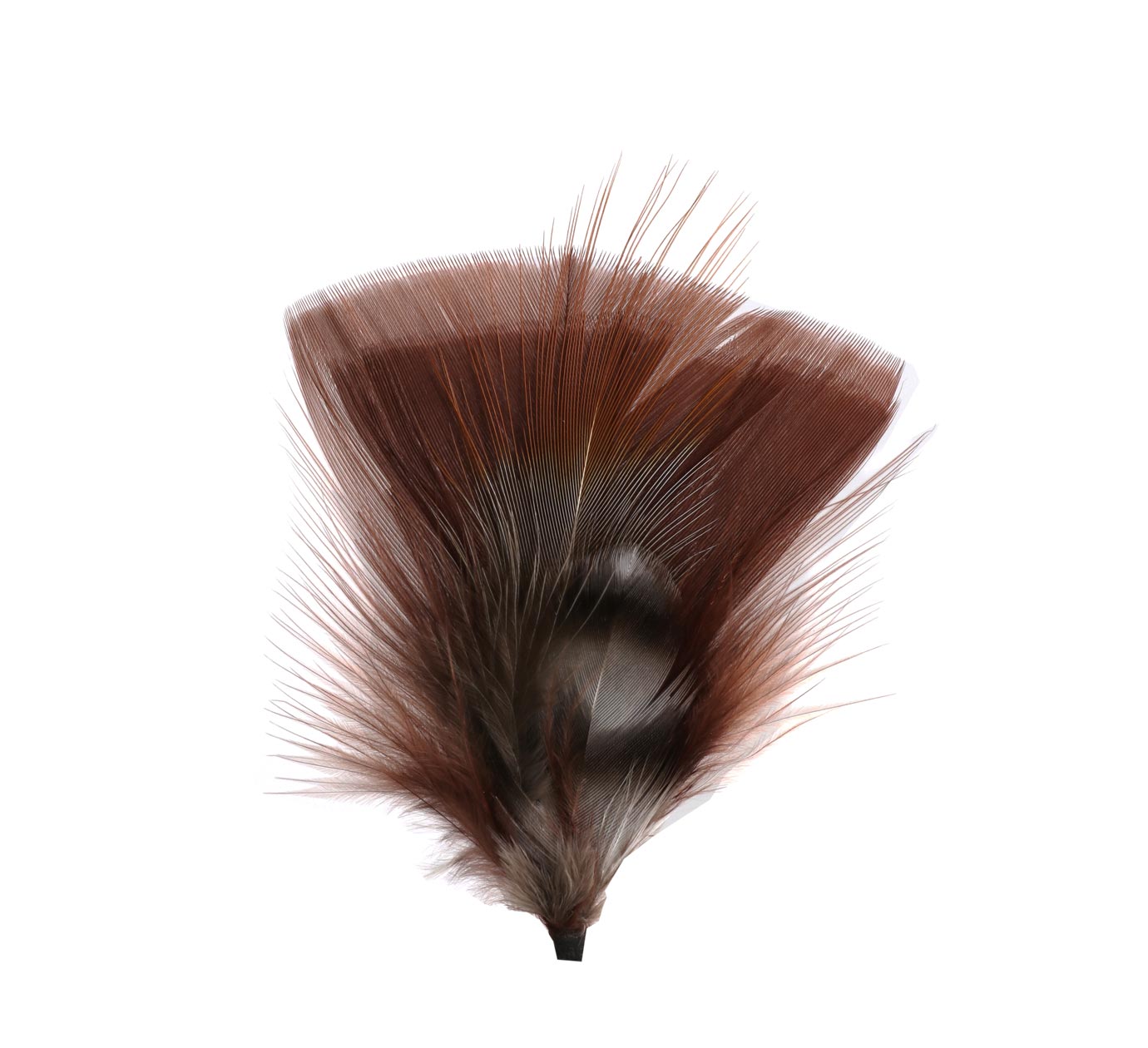 Plumes pour chapeau Plumes pour chapeau