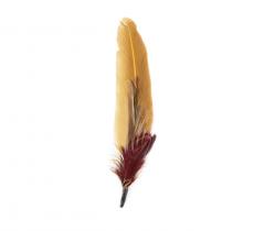 Duo de plumes